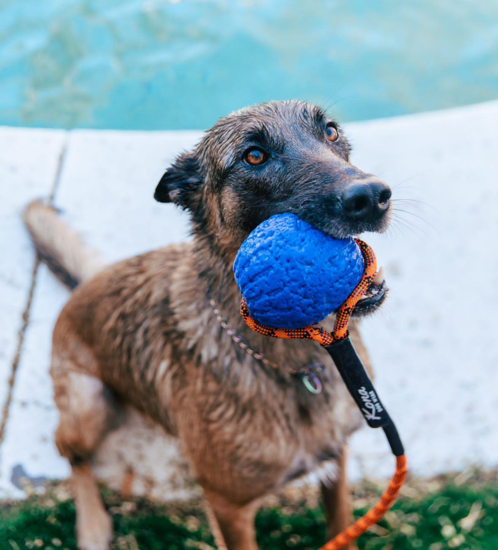Denali Tug Toy