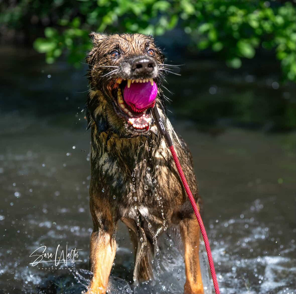Denali Tug Toy