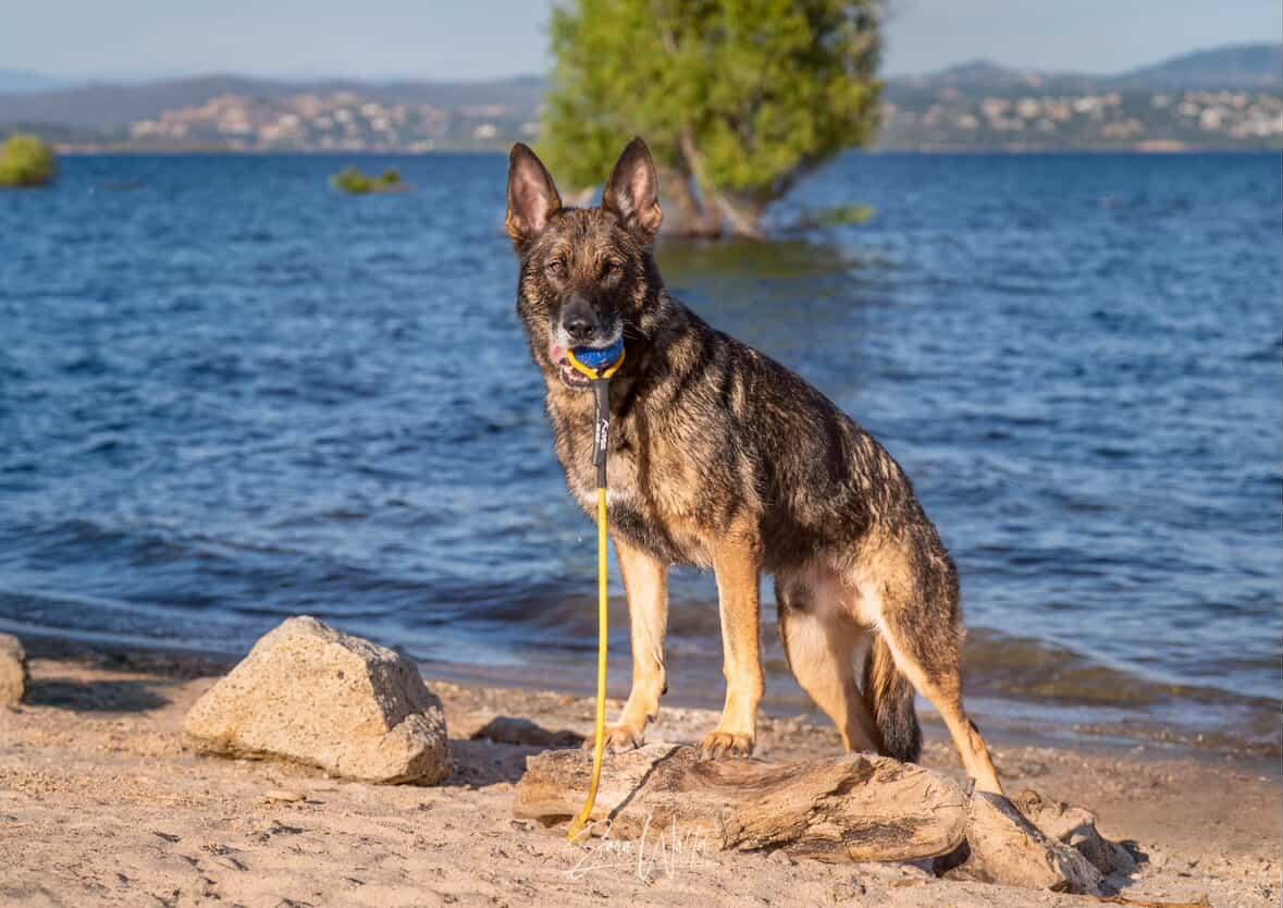 Denali Tug Toy